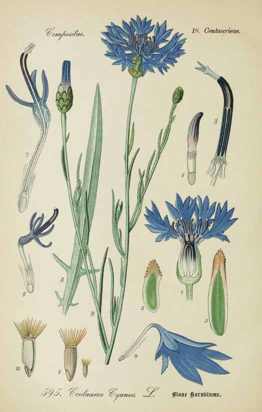 A plate from Dr. Thomé’s Flora von Deutschland (1886) depicting a cornflower. This botanical book is the type that Cartier had in their library and designers were encouraged to look at for inspiration.